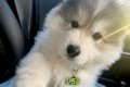 助手席に座る大型犬…の画像