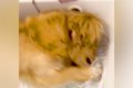 散歩から帰宅した犬…の画像
