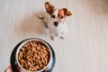 犬が見せる『食べす…の画像