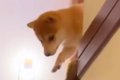 『階段から降りれな…の画像
