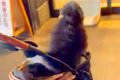 『病院に注射をしに…の画像