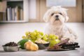 絶対NG！犬が食べた…の画像