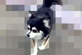 家の近くで『捨てら…の画像