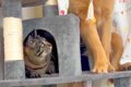 先輩猫に育てられた…の画像