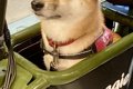 『犬と乗れる電動バ…の画像
