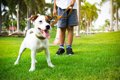 今すぐやめて！犬が…の画像