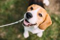 犬が『飼い主以外の…の画像