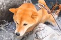 ２匹の犬を沢登りに…の画像