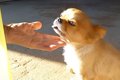 犬を可愛がるおばあ…の画像