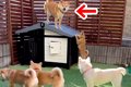 子育てを妻犬に丸投…の画像