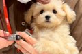 赤ちゃん犬をお迎え…の画像