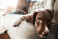 犬が飼い主に不信感…の画像