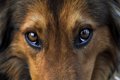犬が『壁をじーっと…の画像
