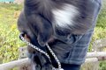 『熊と間違えられて…の画像