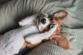 犬が飼い主に『嫌で…の画像