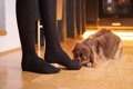 犬が人間のニオイを…の画像