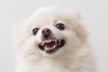 犬が『イライラして…の画像