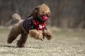 犬が音の鳴るおもち…の画像