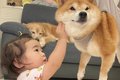 爪切りが苦手な犬→頑…の画像