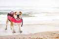 愛犬と一緒に海水浴…の画像