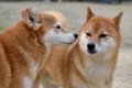 愛犬から『変なにお…の画像