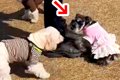 『ほかの犬のパパ』…の画像