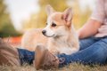 犬が飼い主にわざと…の画像