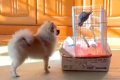 犬が『実家のインコ…の画像