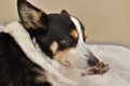 犬が『無視してくる…の画像