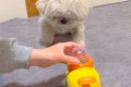 『フードが出てくる…の画像