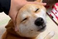 とんでもなく幸せそ…の画像