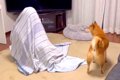 『家におばあちゃん…の画像