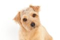 犬が頭を傾けるのは…の画像