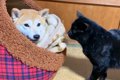ハウスの中にいる犬…の画像