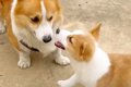 先輩犬と子犬『初め…の画像