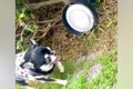 超ビビリな犬が『地…の画像