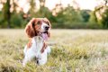 犬がマダニに刺され…の画像