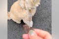 『オヤツ食べる？』…の画像
