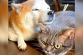 『犬が猫の頭にあご…の画像