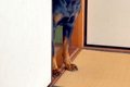 『和室に入ってはい…の画像