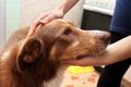 犬を不安にさせる『…の画像