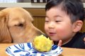 2歳の男の子がお芋を…の画像