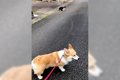 犬がお散歩の中に『…の画像