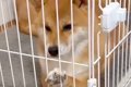 お客さんが家に来る…の画像