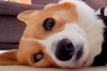 散歩に行こうとしな…の画像