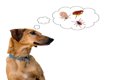 犬が亡くなる可能性…の画像