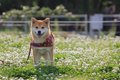 犬が秋に花粉症にな…の画像