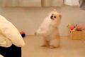 犬が一生懸命『お願…の画像