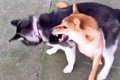 『０歳と１０歳の犬…の画像