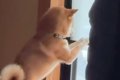 窓をカリカリする柴…の画像